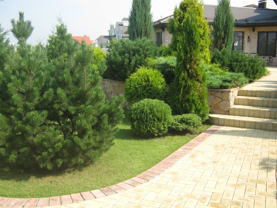 Хвойники в Лесном ландшафте