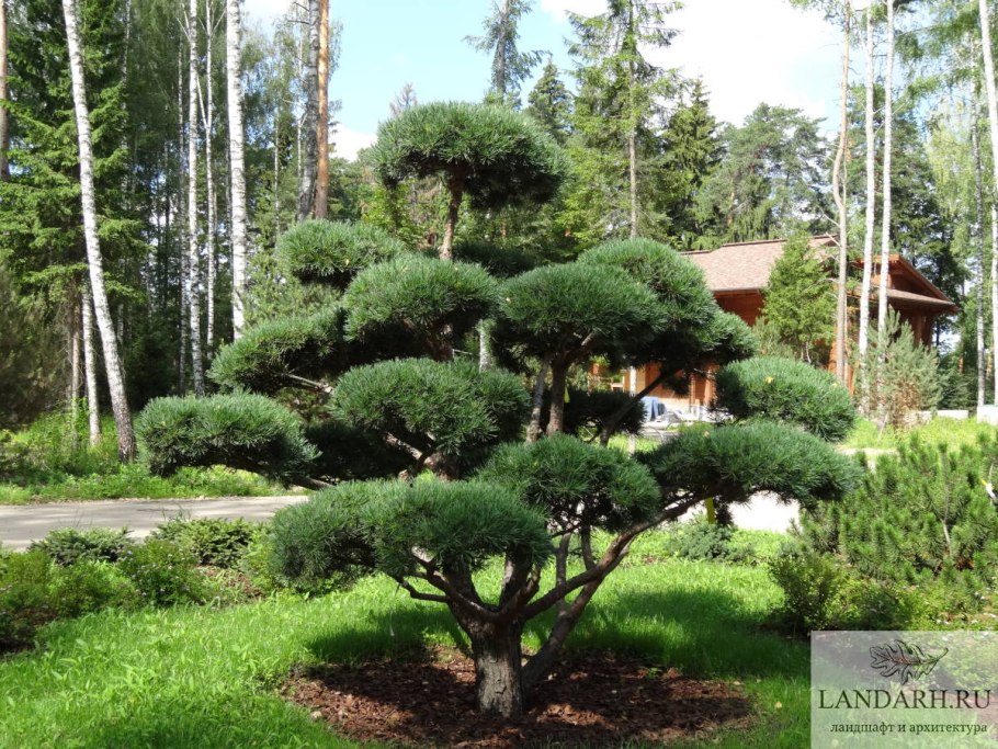 Бонсай ниваки