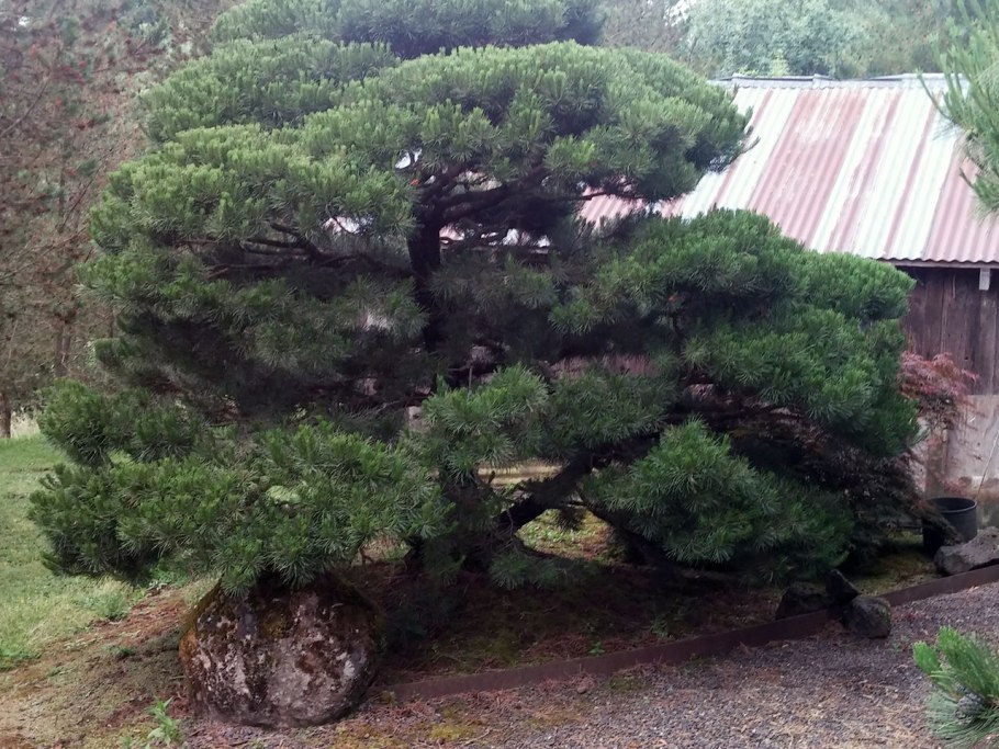 Кедровая сосна на участке