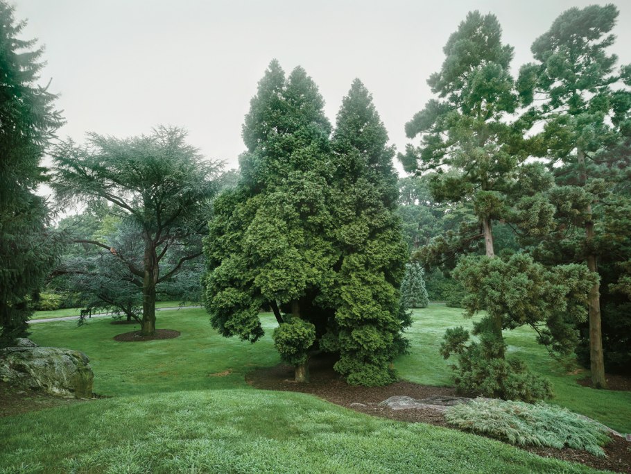 Бонсай ниваки