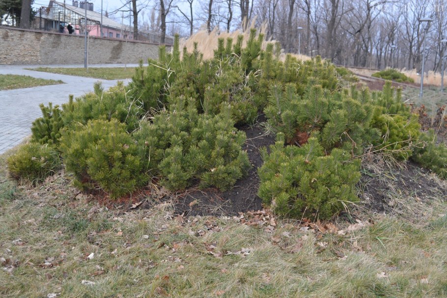 Сосна обыкновенная Ватерери бонсай