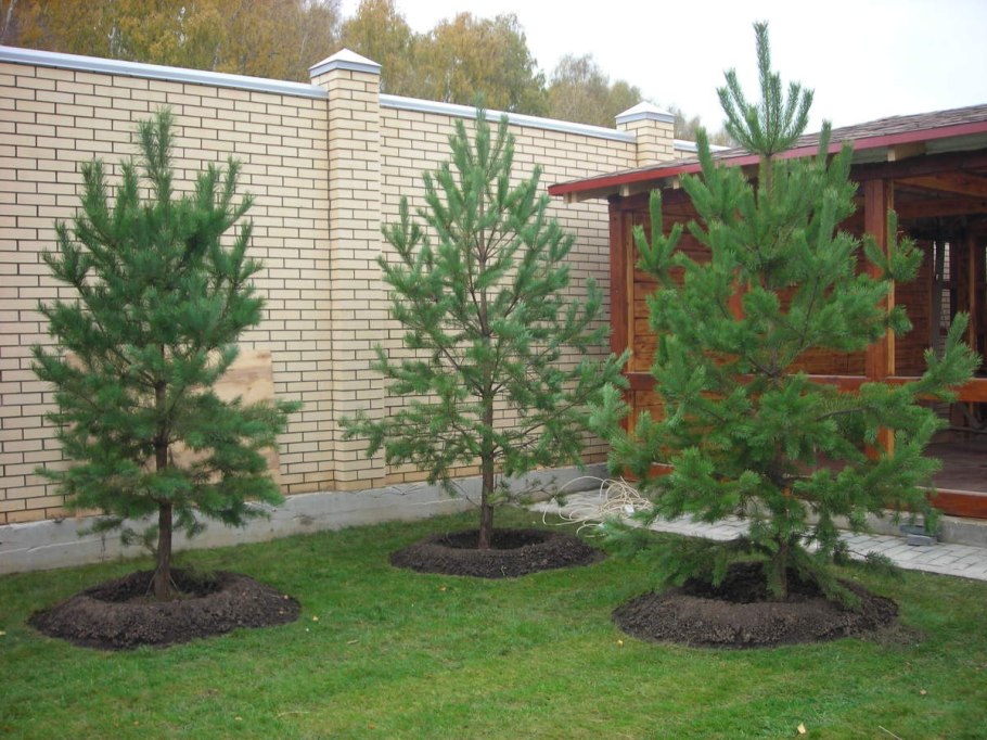 Сосна Веймутова Пендула