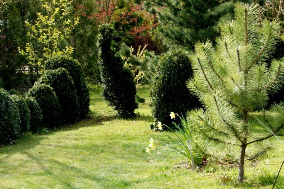 Кедр Гималайский саженцы