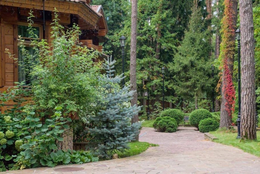 Сосна Горная Пумилио ниваки