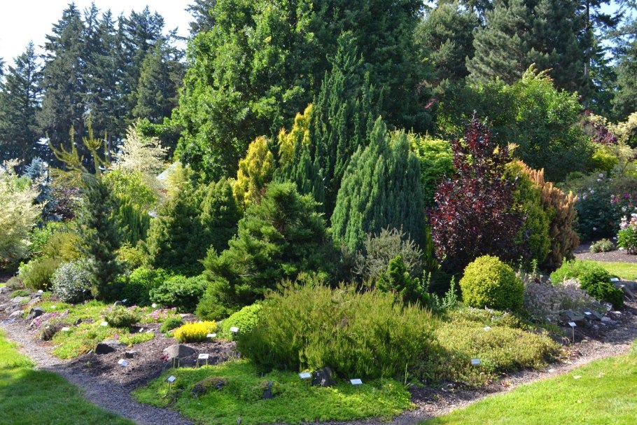 Клен Гиннала с голубой елью