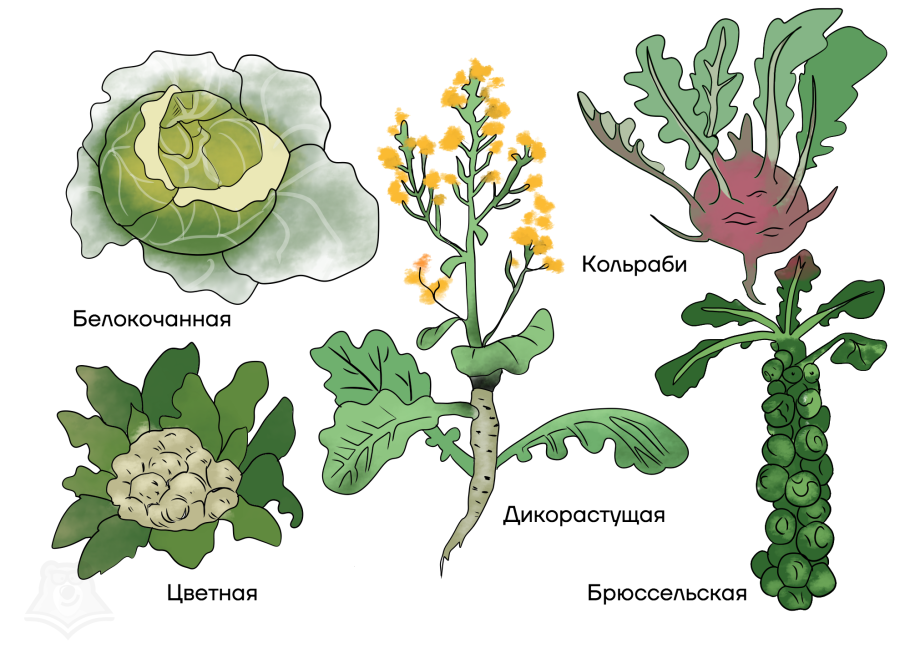 Цветок крестоцветных растений