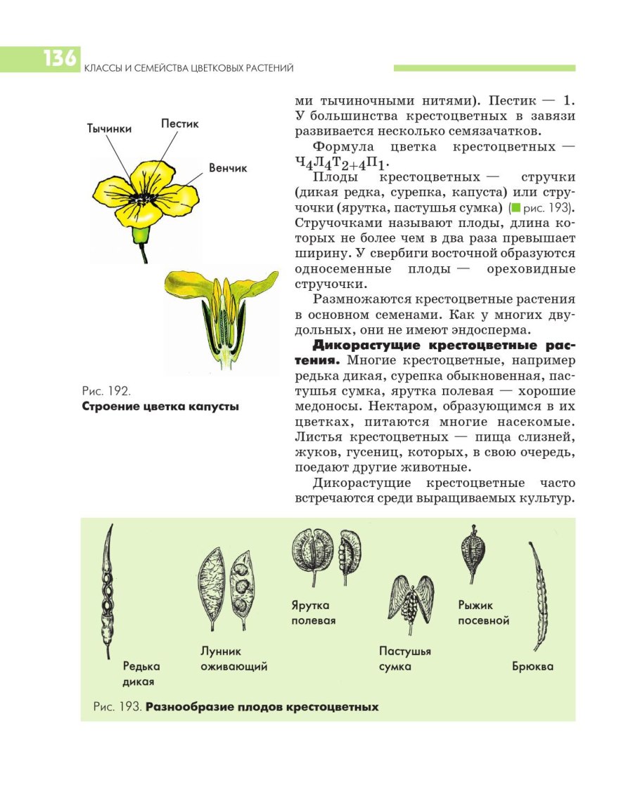 Семейство крестоцветные строение цветка
