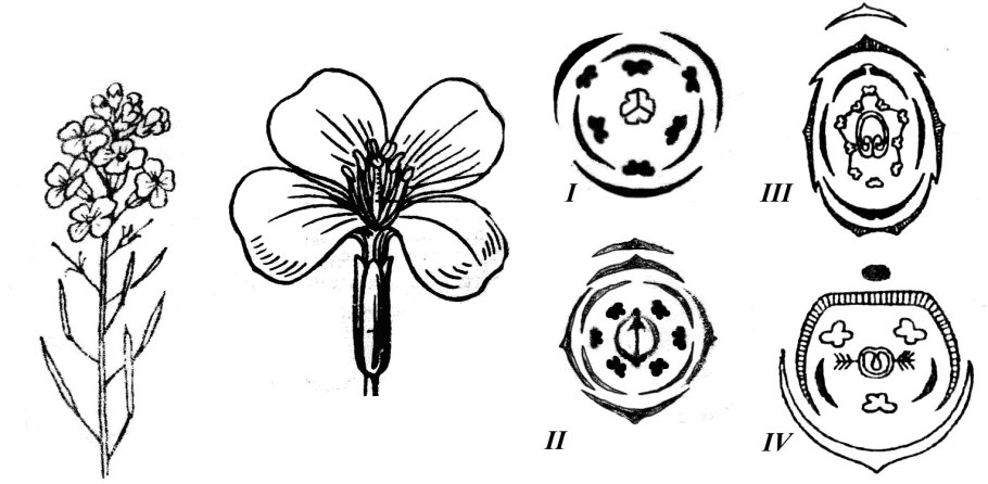 Горчица сарептская — Brassica juncea