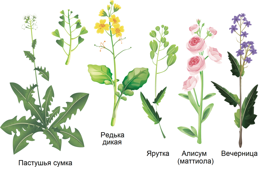 Крестоцветные пастушья сумка плод