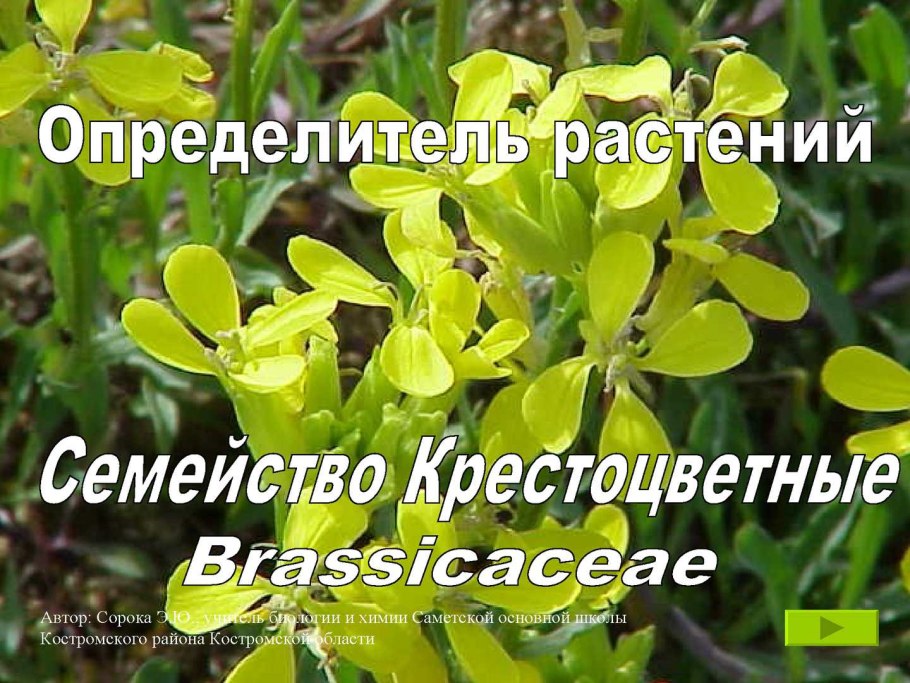 Систематика растений класса двудольные семейство крестоцветные