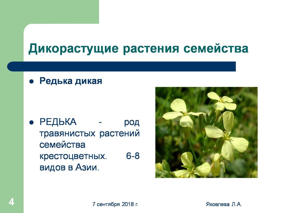 Семена семейства крестоцветных