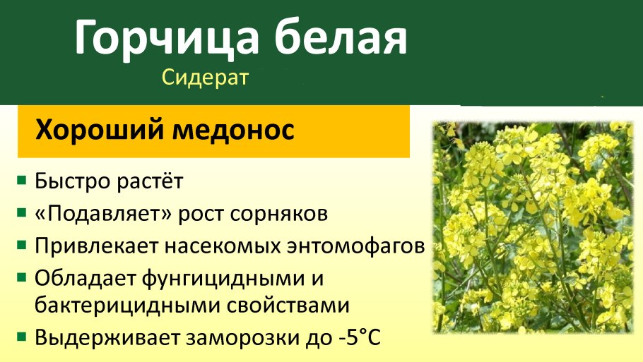 Соцветие крестоцветных растений