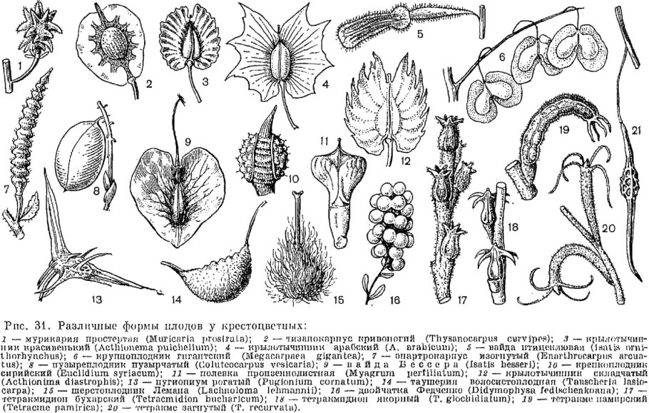 Гинецей крестоцветных