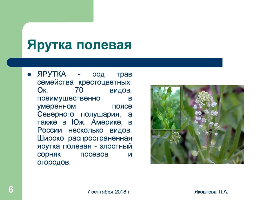 Плод дикой редьки строение