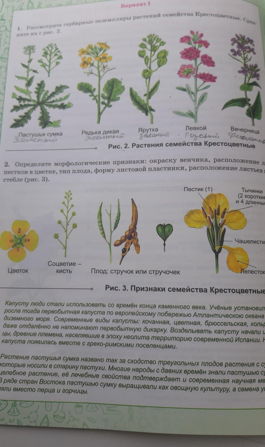 Молочай лозный формула цветка