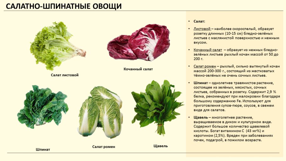 Рассмотрите гербарные экземпляры