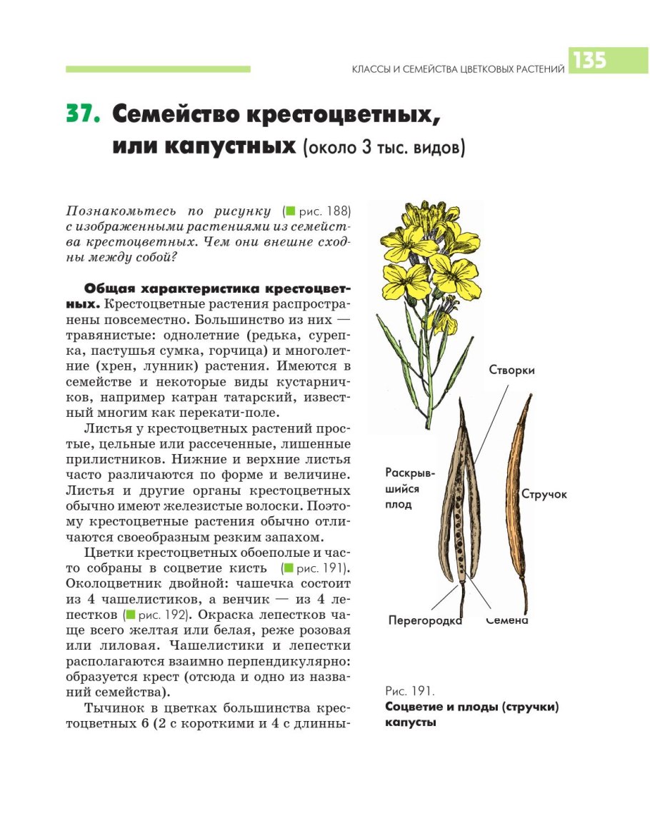 Строение листьев семейства крестоцветные