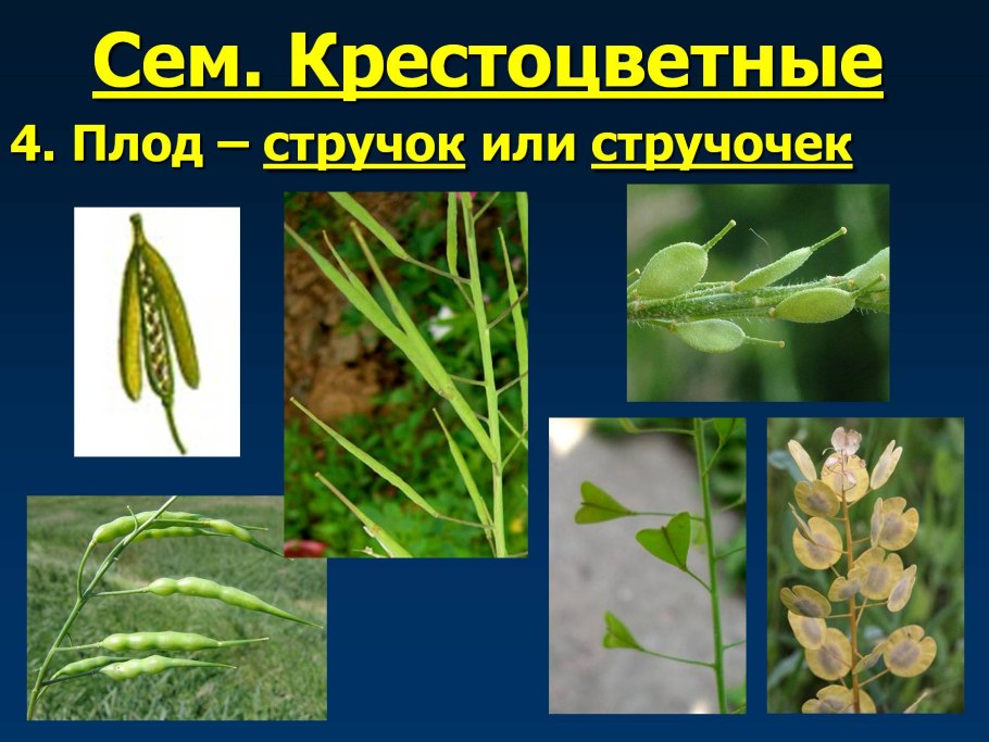Семейство крестоцветные плод стручок