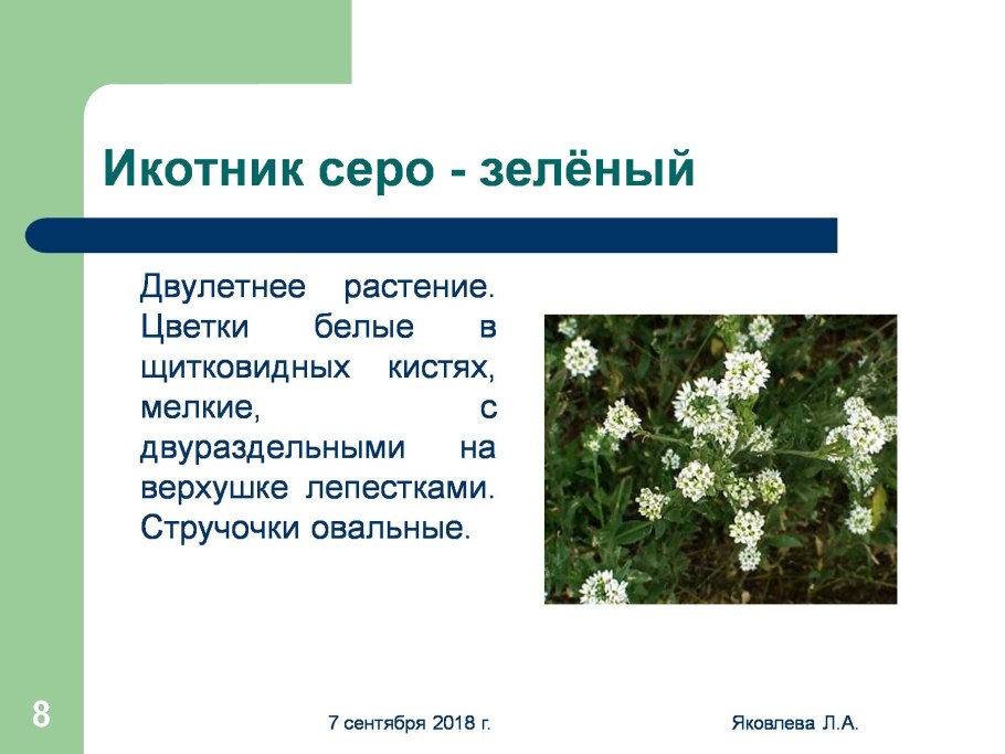 Желтушник меловой