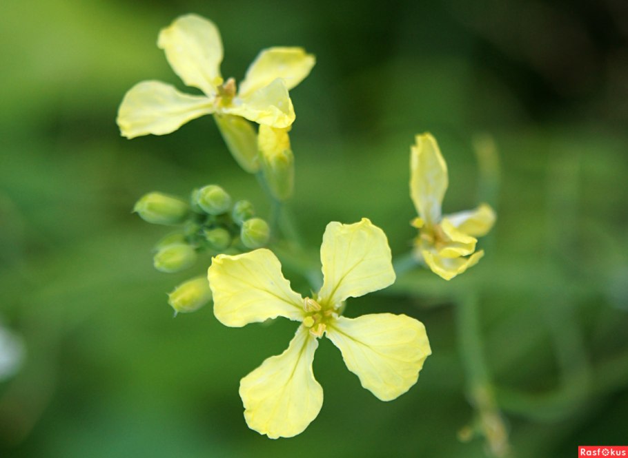 Плод семейства Brassicaceae