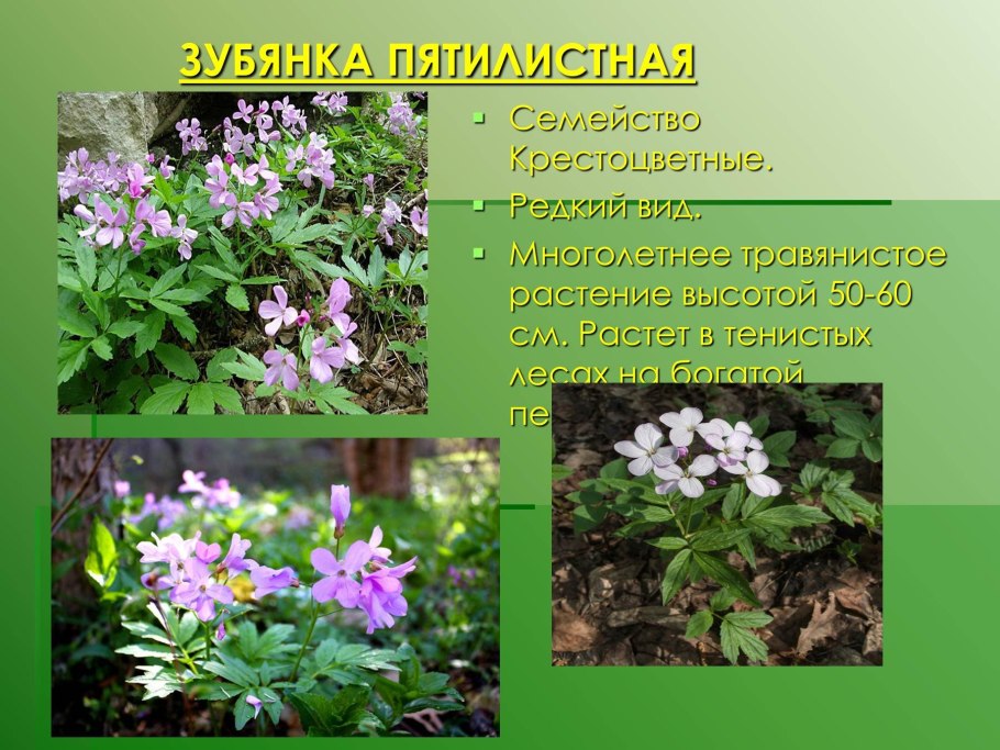 Крестоцветные с белыми цветами