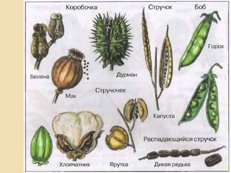Горчица желтая сидерат