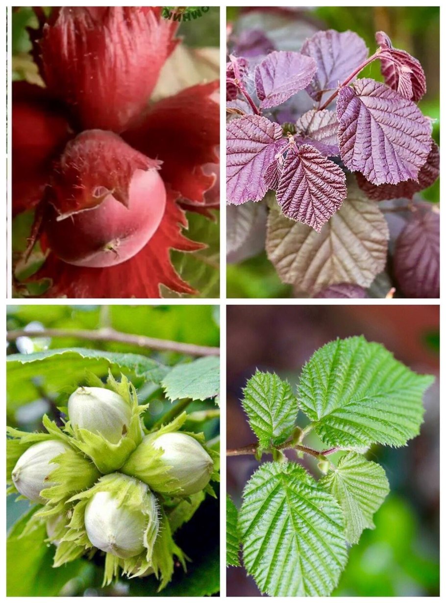 Лещина обыкновенная сережки