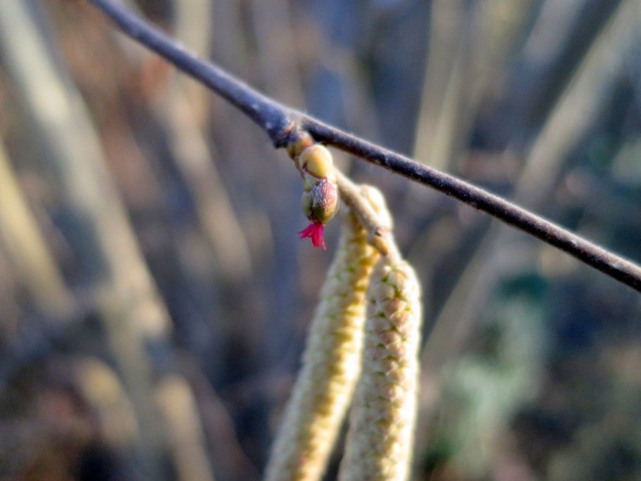 Цветет орешник лещина