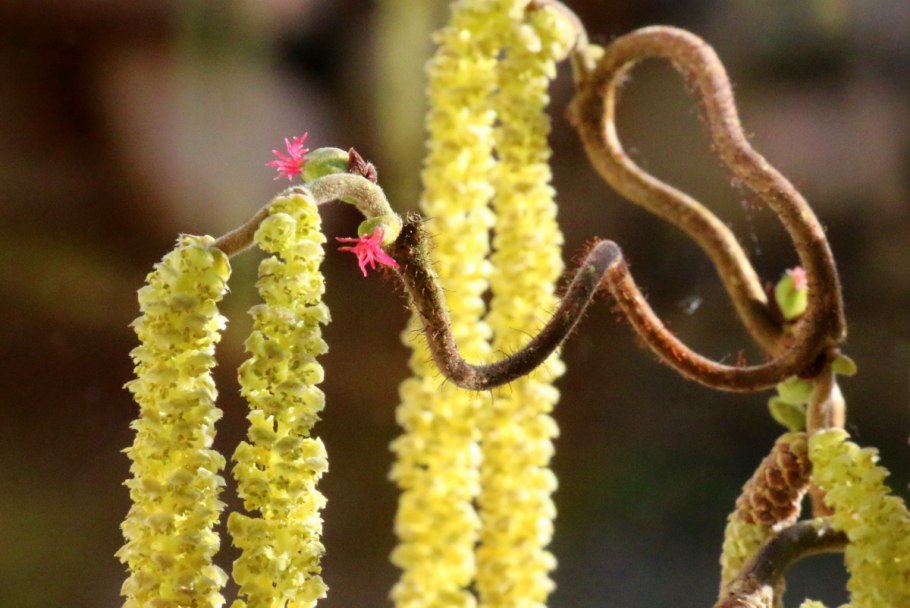 Лещина обыкновенная цветение