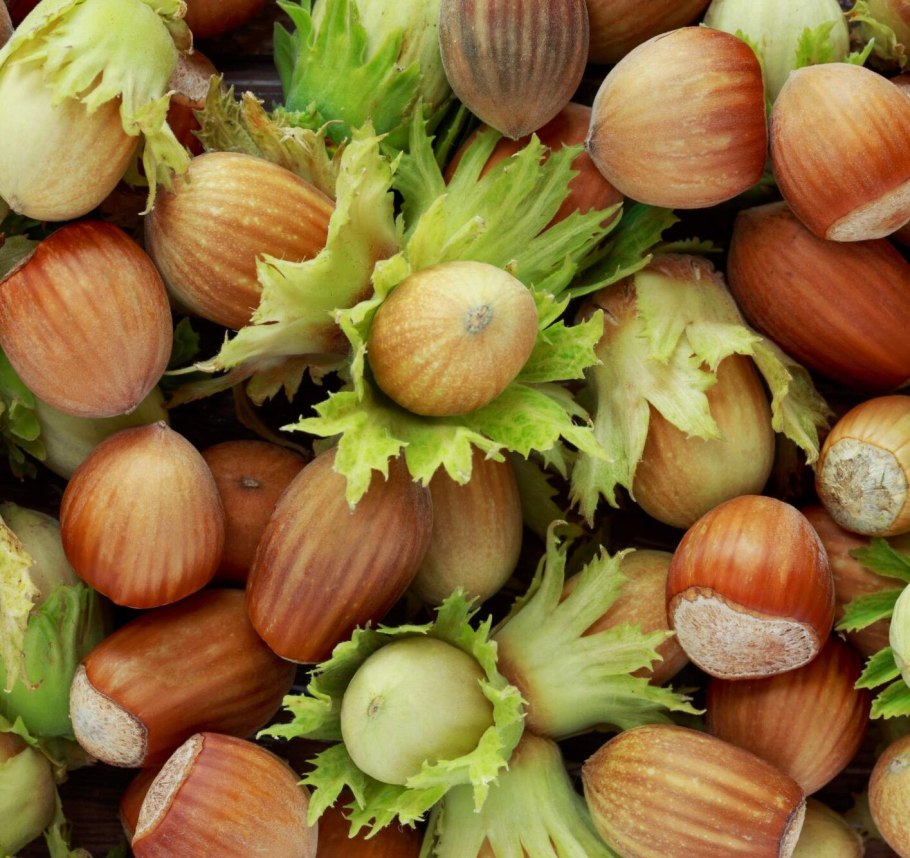 Сережки орешника