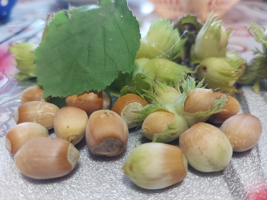 Лещина обыкновенная purpurea