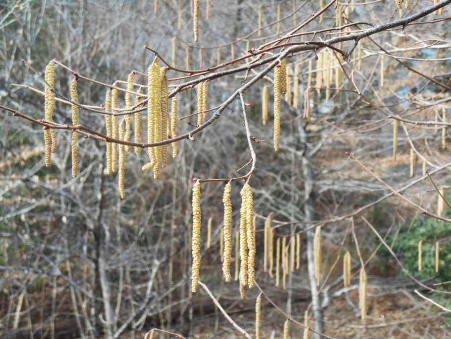 Бруньки орешника