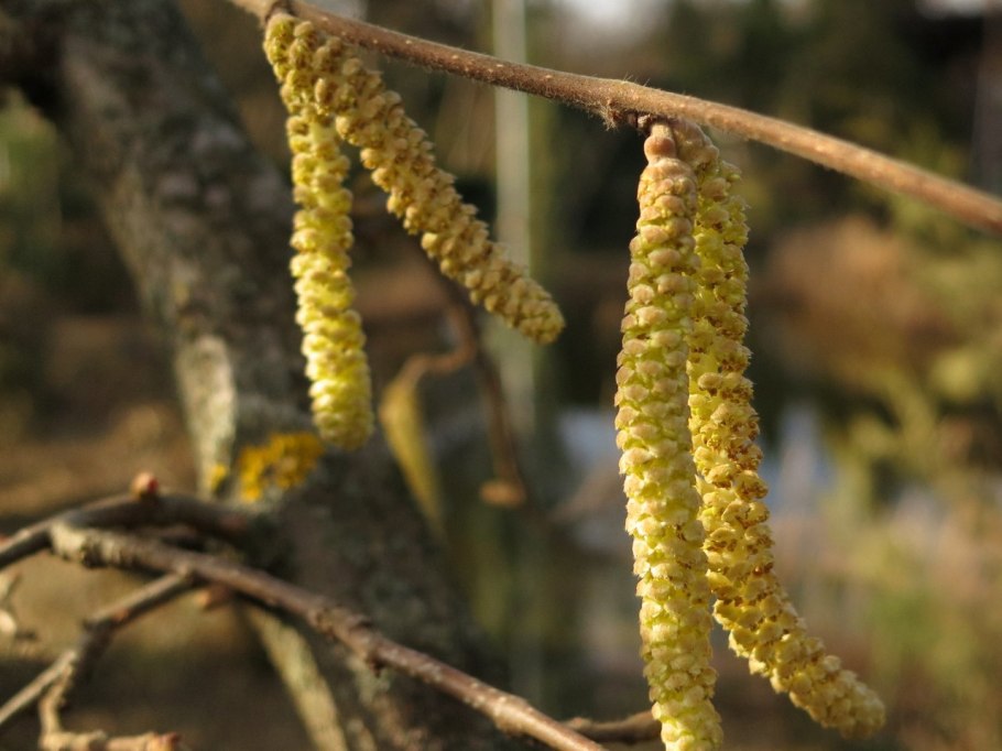 Полезные орехи