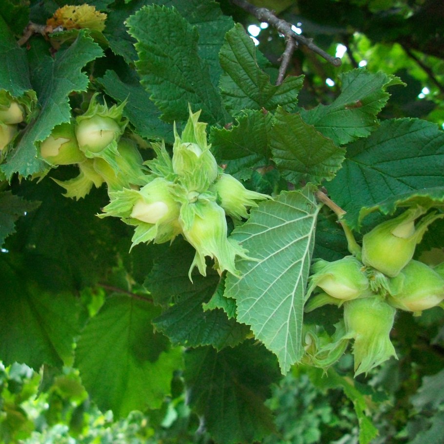 Дерево с сережками