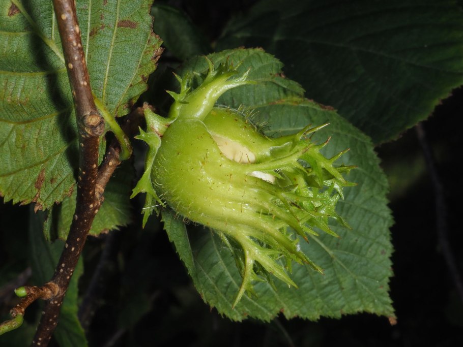 Лещина цветет