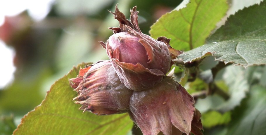 Как цветёт орешник лещина