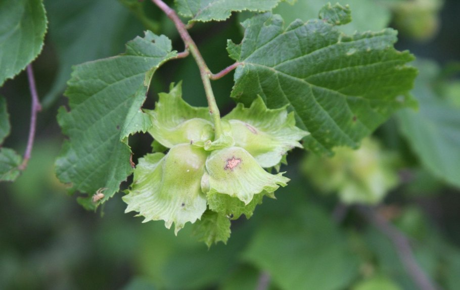 Саженцы ореха фундука (фундук -лещина)