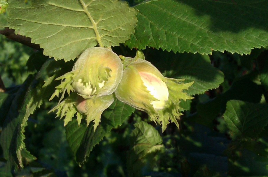 Corylus colurna