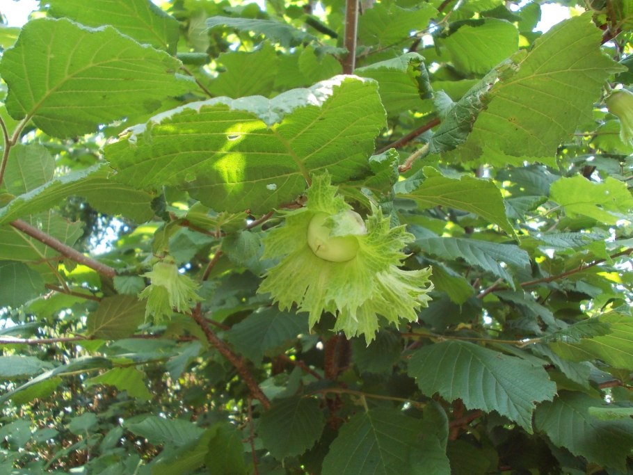 Лещина/орешник Tonda di Giffoni