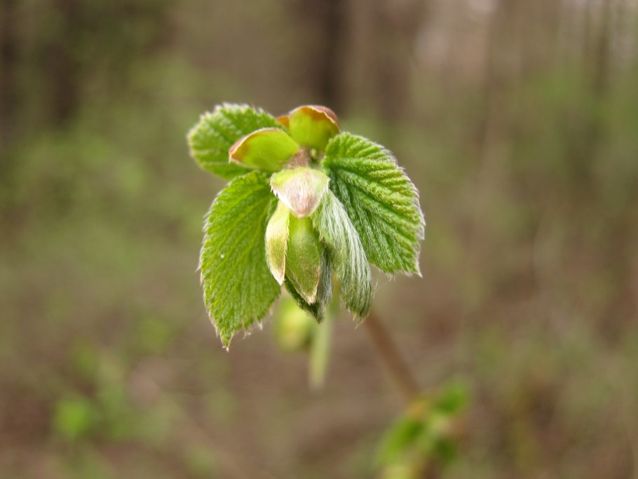 Лещина разнолистная сережки