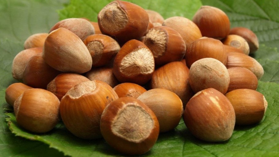 Фундук лещина