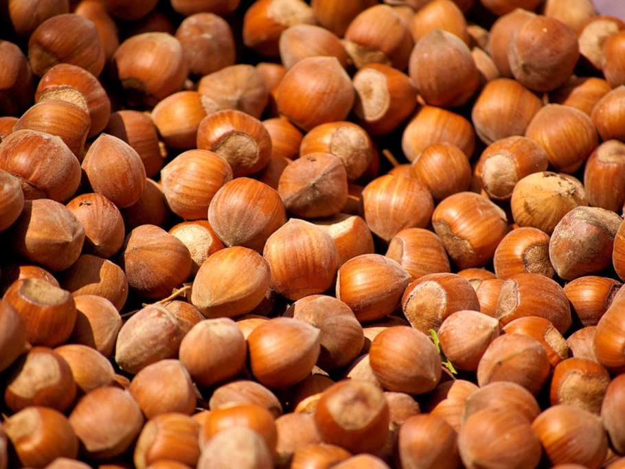 Лещина обыкновенная стебель