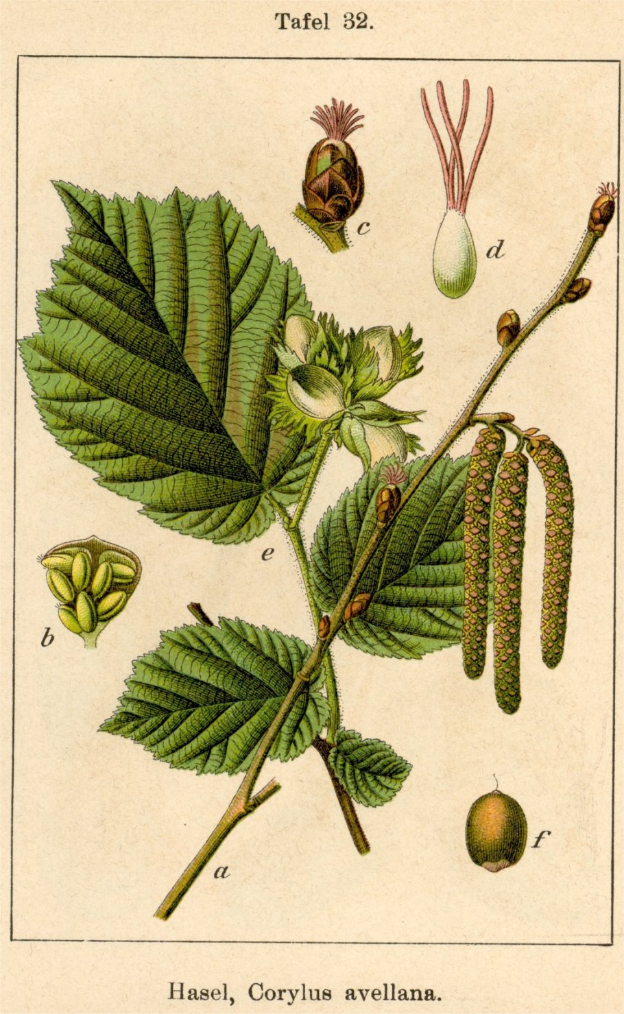 Лещина соцветие