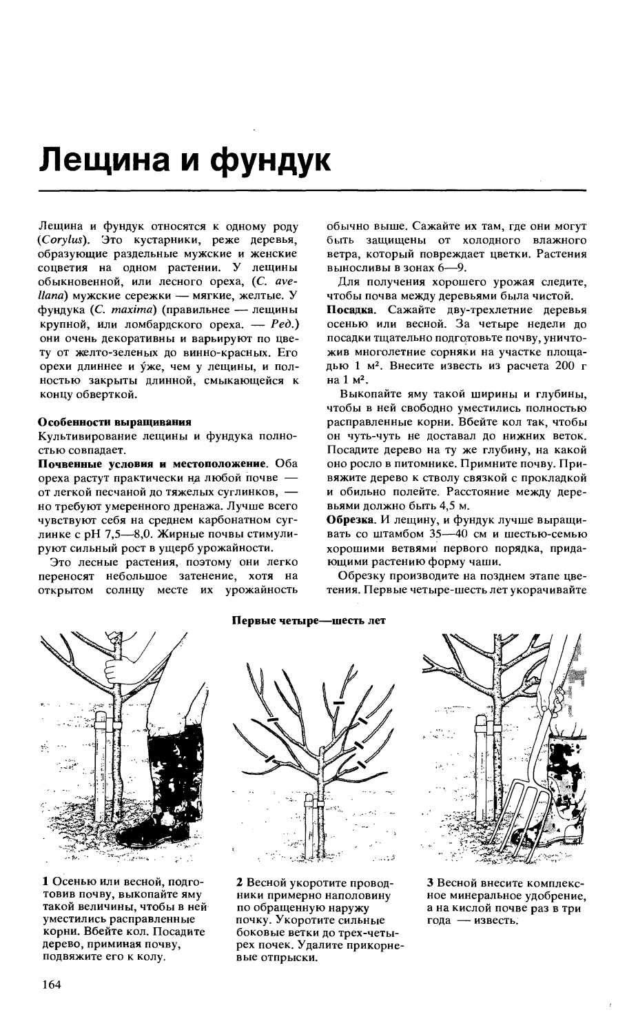 Орешник лещина дерево