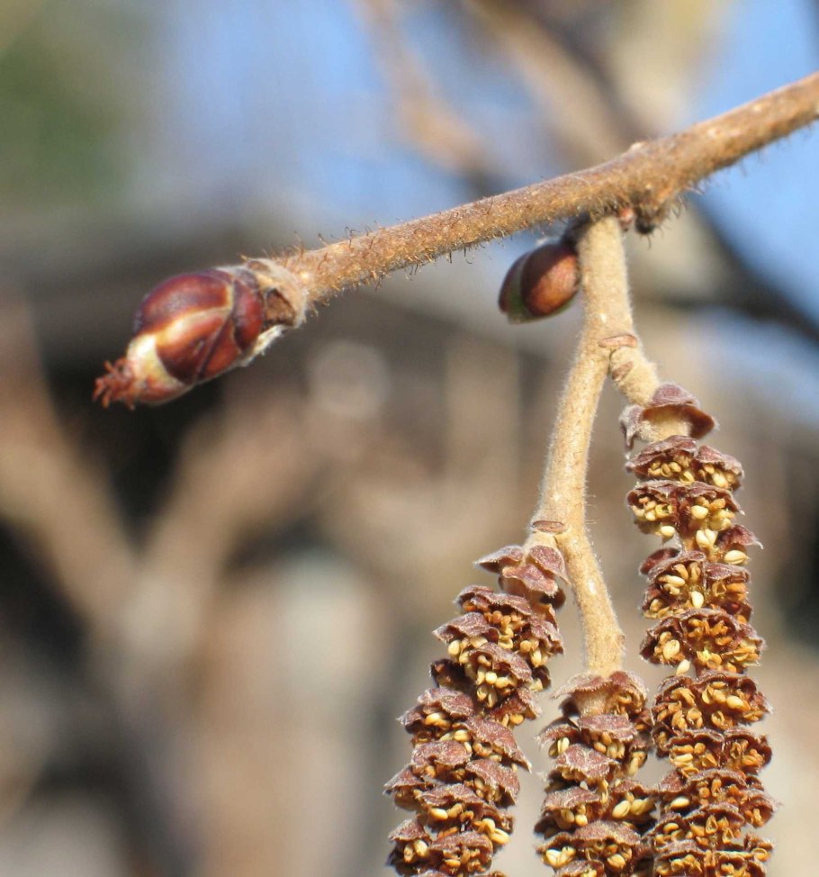 Орех лещина зеленая
