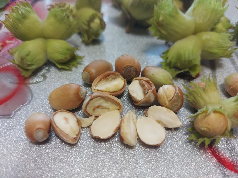 Фундук краснолистный Московский Рубин