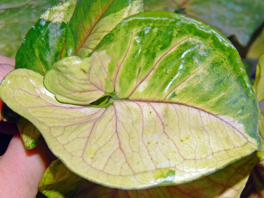 Сингониум Данг Тонг вариегатный