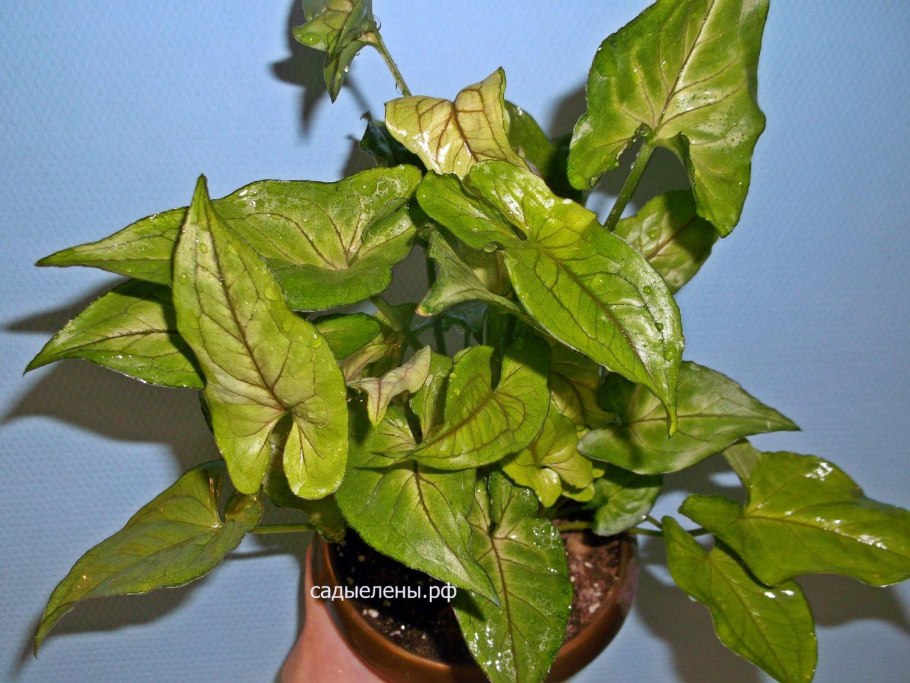 Сингониум Джулия