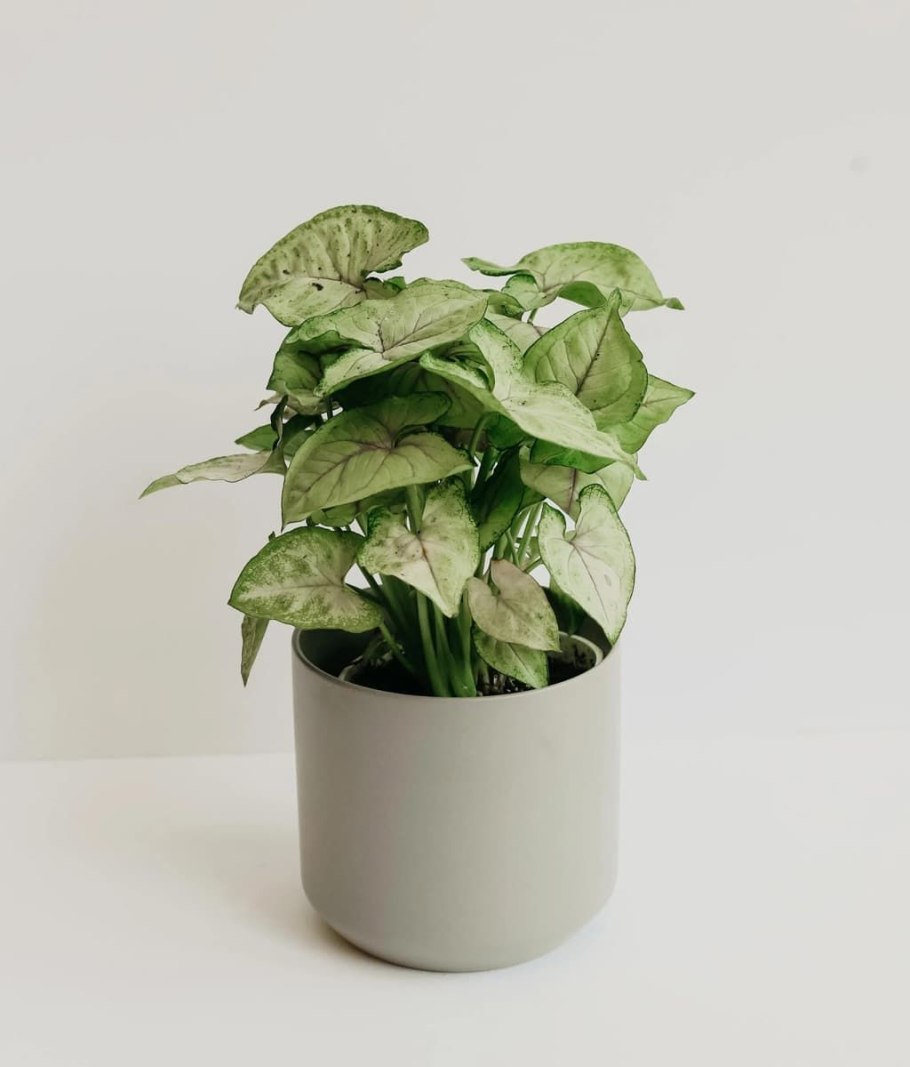 Сингониум ORM Manee