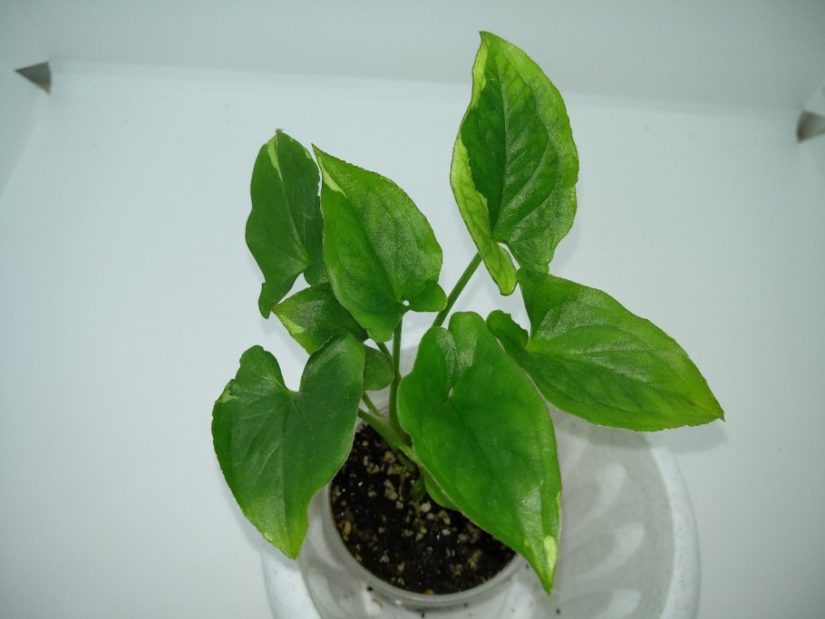 Сингониум Грин Арроу